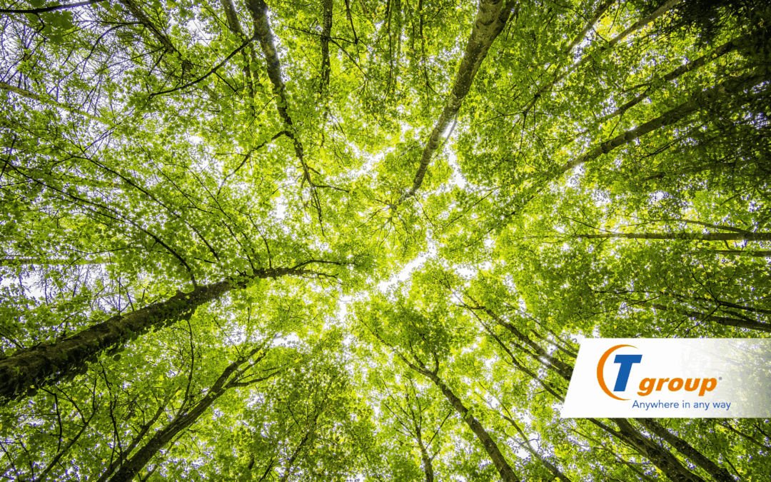 Impatto ambientale: Tgroup pianta 25 alberi per contrastare l’inquinamento